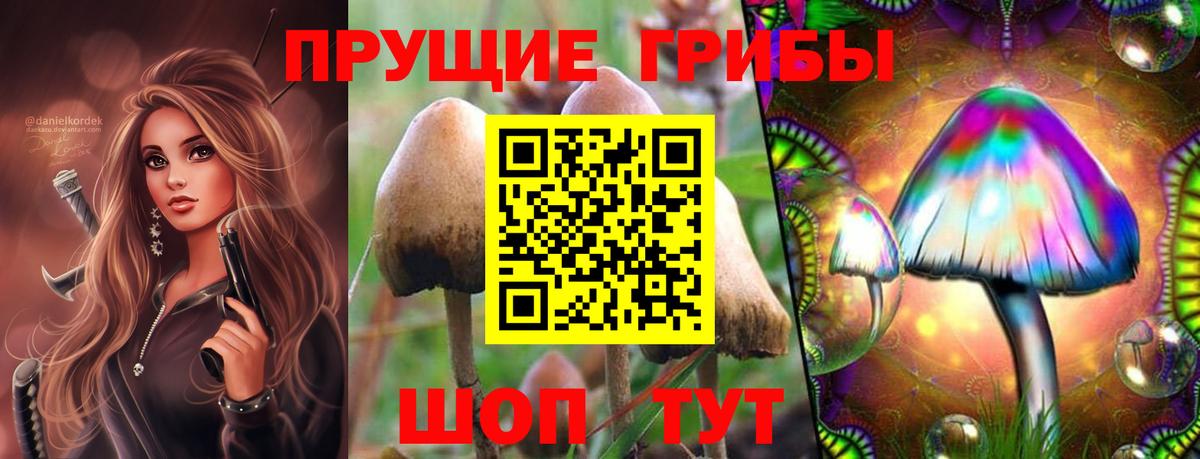 Галлюциногенные грибы Psilocybe Березники